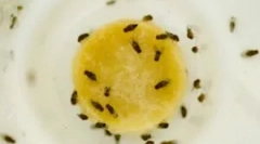 Всичко, което трябва да знаете за живота на средата в къщата